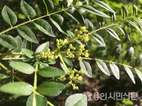 향과 맛, 모두 잡는 산초나무