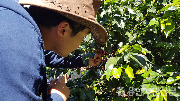 콜롬비아 커피농장에서 커피체리를 따서 품질을 확인하고 있는 김유환 대표