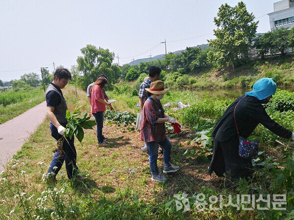 마을 주민들이 경안천 변에서 알레르기와 비염을 발생시키는 단풍잎돼지풀 제거 작업을 하고 있다.