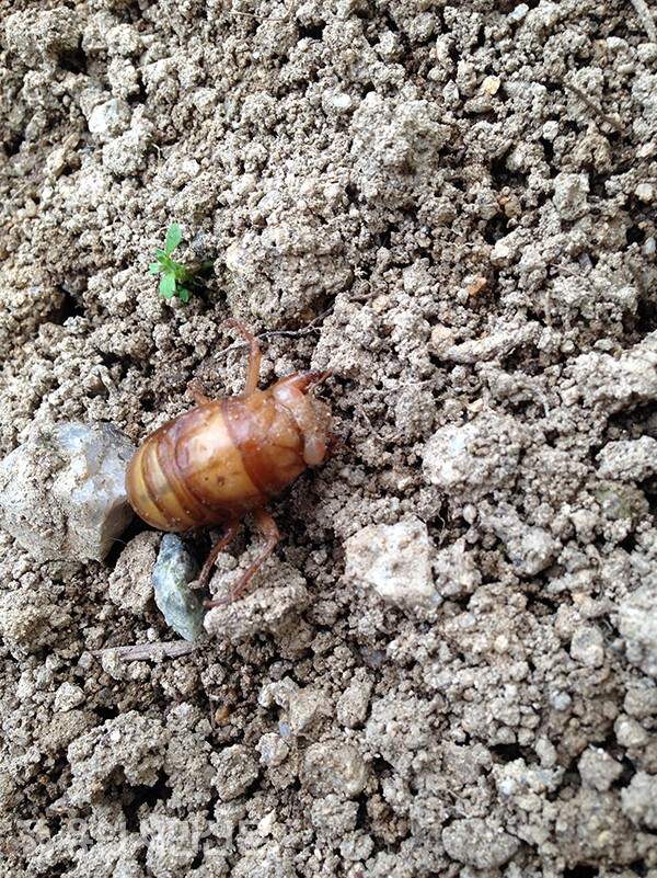 땅 속에서 올라오고 있는 매미 애벌레