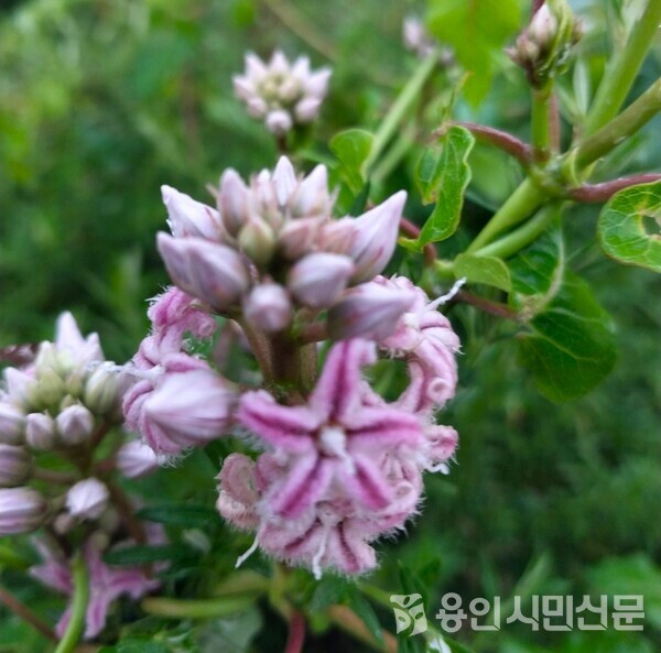 산책길에서 만난 박주가리 꽃.