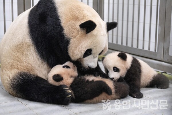 지난 4일 아이바오가 쌍둥이 판다 자매 루이바오와 후이바오를 자연포육하고 있는 모습./사진 제공 에버랜드.